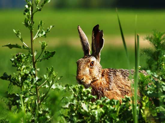 Lepre - Lepus Europaeus